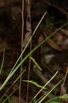 White edge sedge